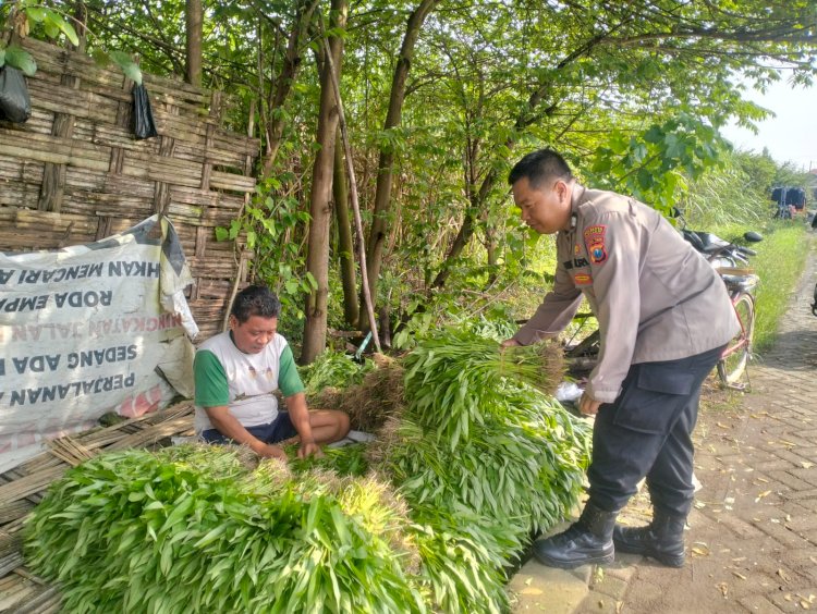 Dukung Ketahanan Pangan, Polisi Bantu Petani Kangkung di Desa Jiken Siapkan Distribusi ke Pasar